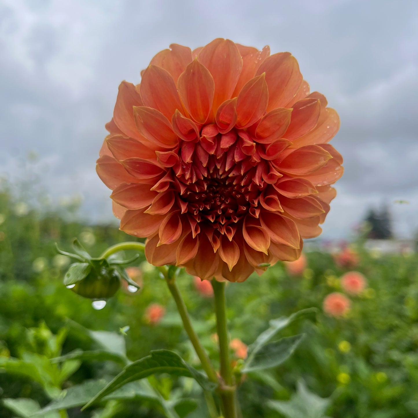 Dahlia Tuber - EPF Double Peaches