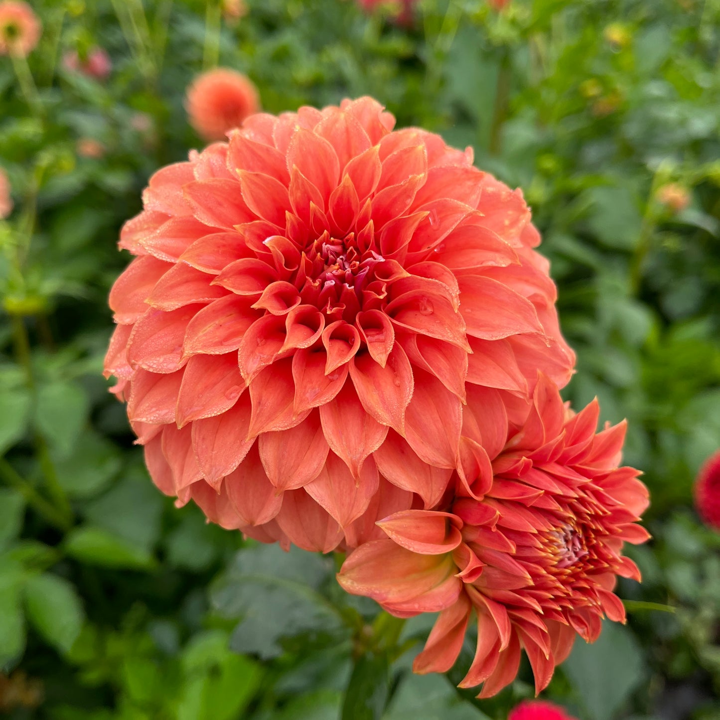 Dahlia Tuber - EPF Double Peaches
