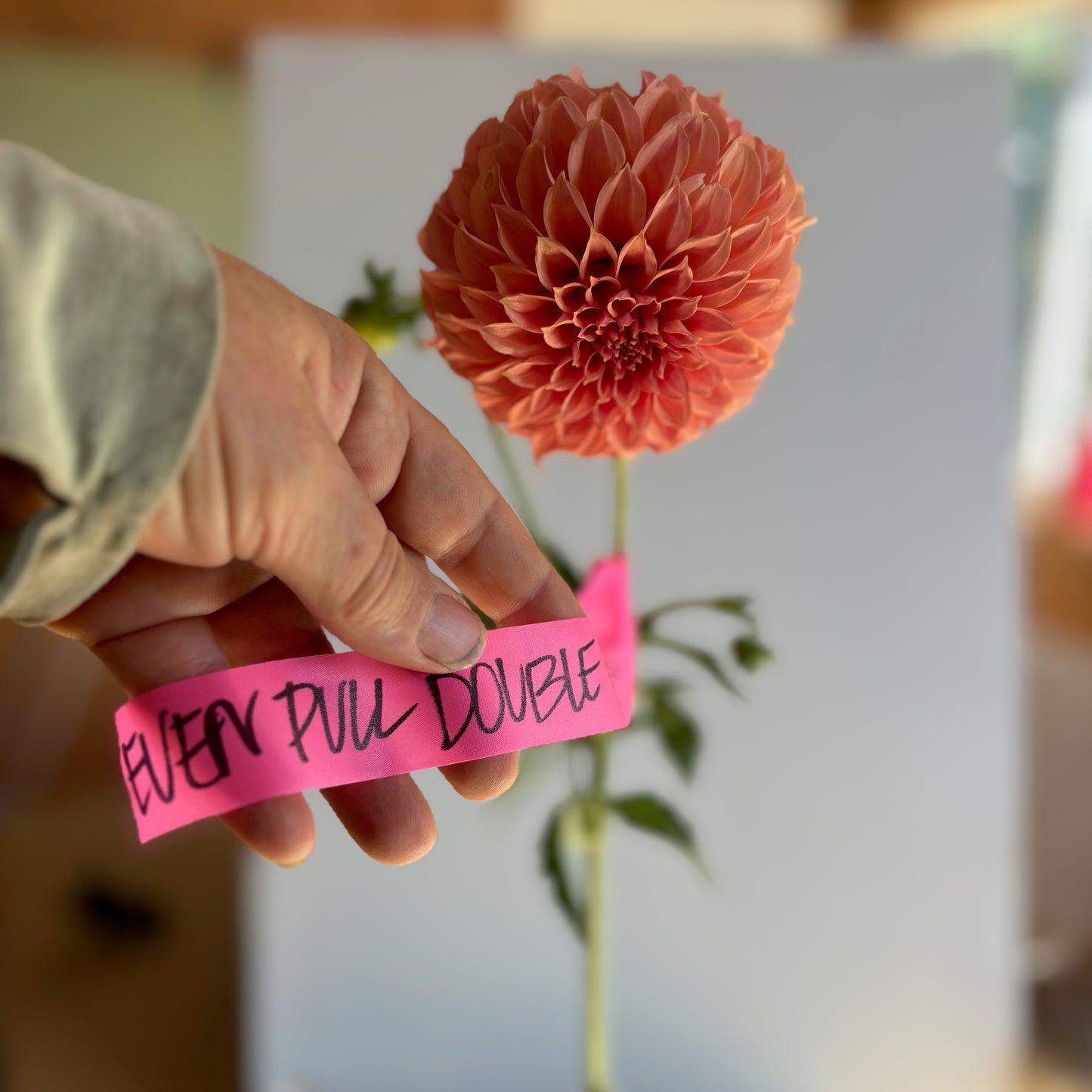 Dahlia Tuber - EPF Double Peaches