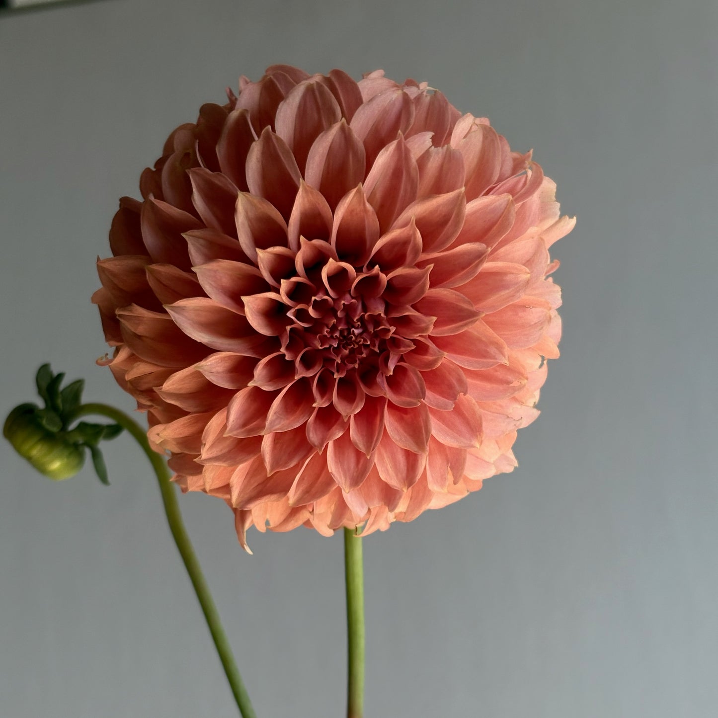 Dahlia Tuber - EPF Double Peaches