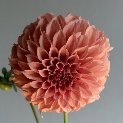 Dahlia Tuber - EPF Double Peaches