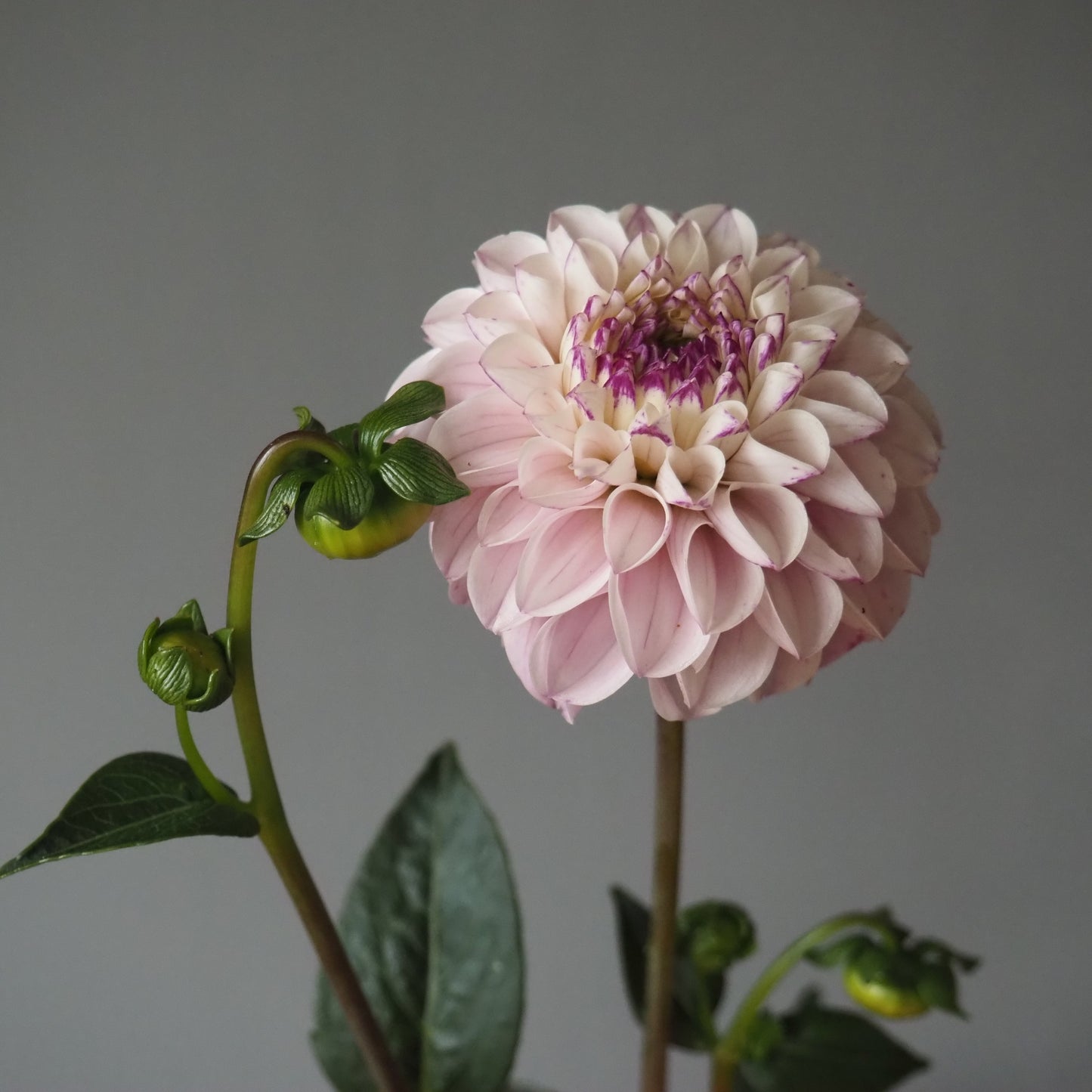 Dahlia Tuber - Genova
