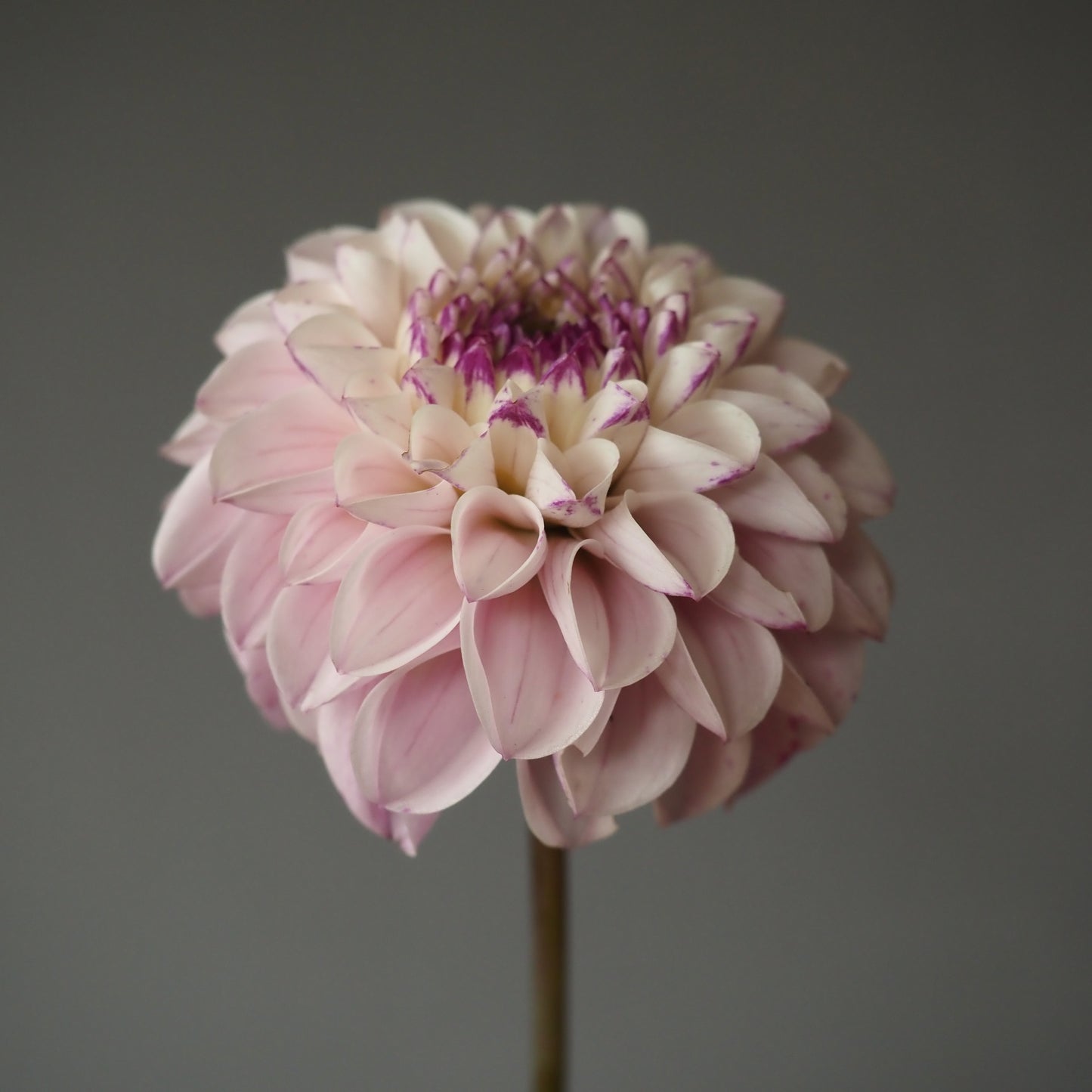 Dahlia Tuber - Genova