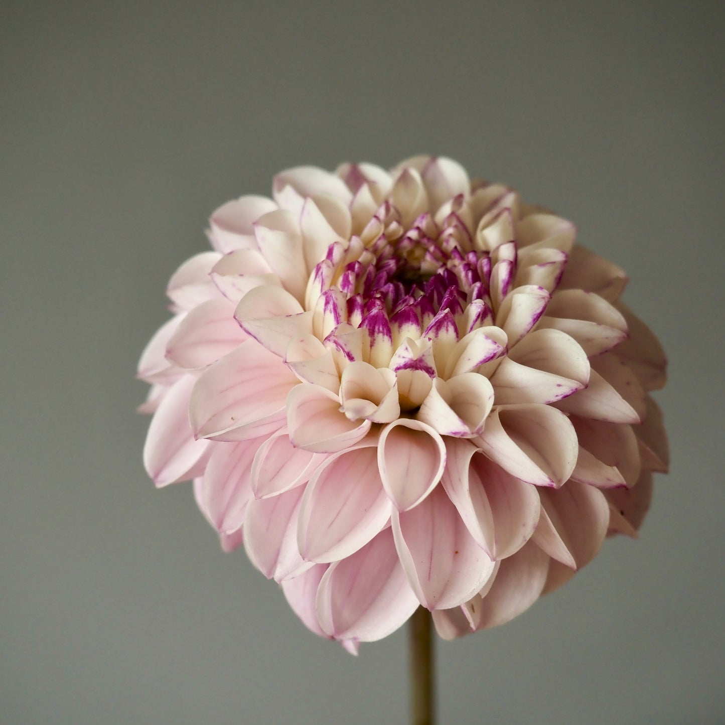 Dahlia Tuber - Genova