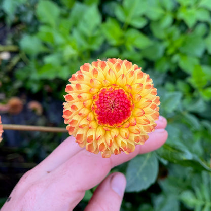 Dahlia Tuber - Ginger Willo