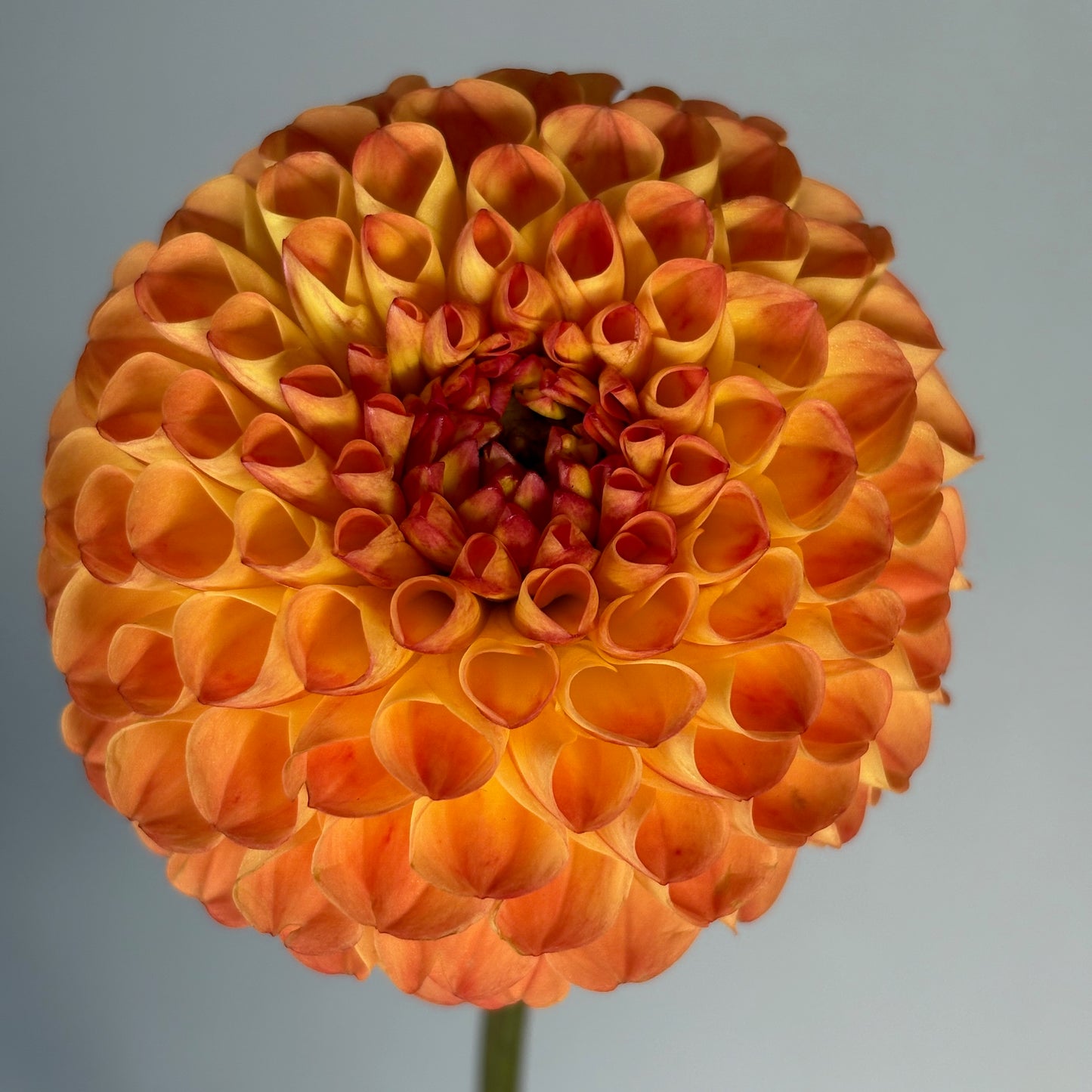 Dahlia Tuber - Ginger Willo