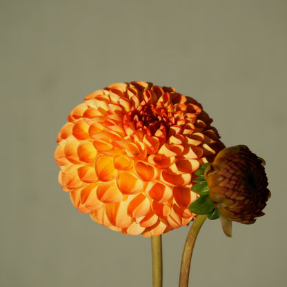 Dahlia Tuber - Ginger Willo