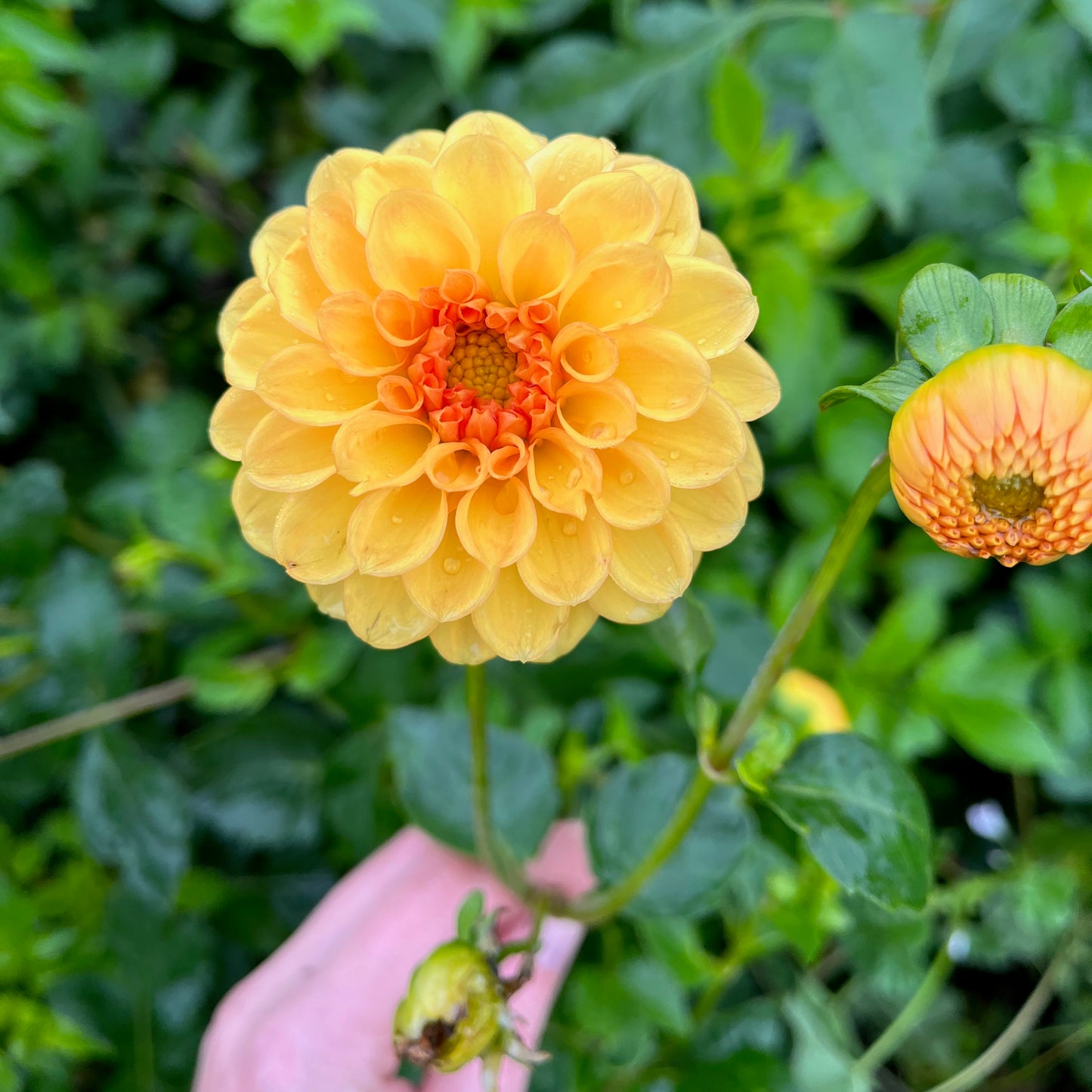 Dahlia Tuber - Golden Scepter