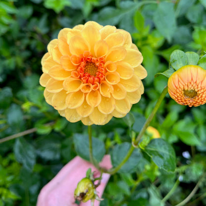 Dahlia Tuber - Golden Scepter