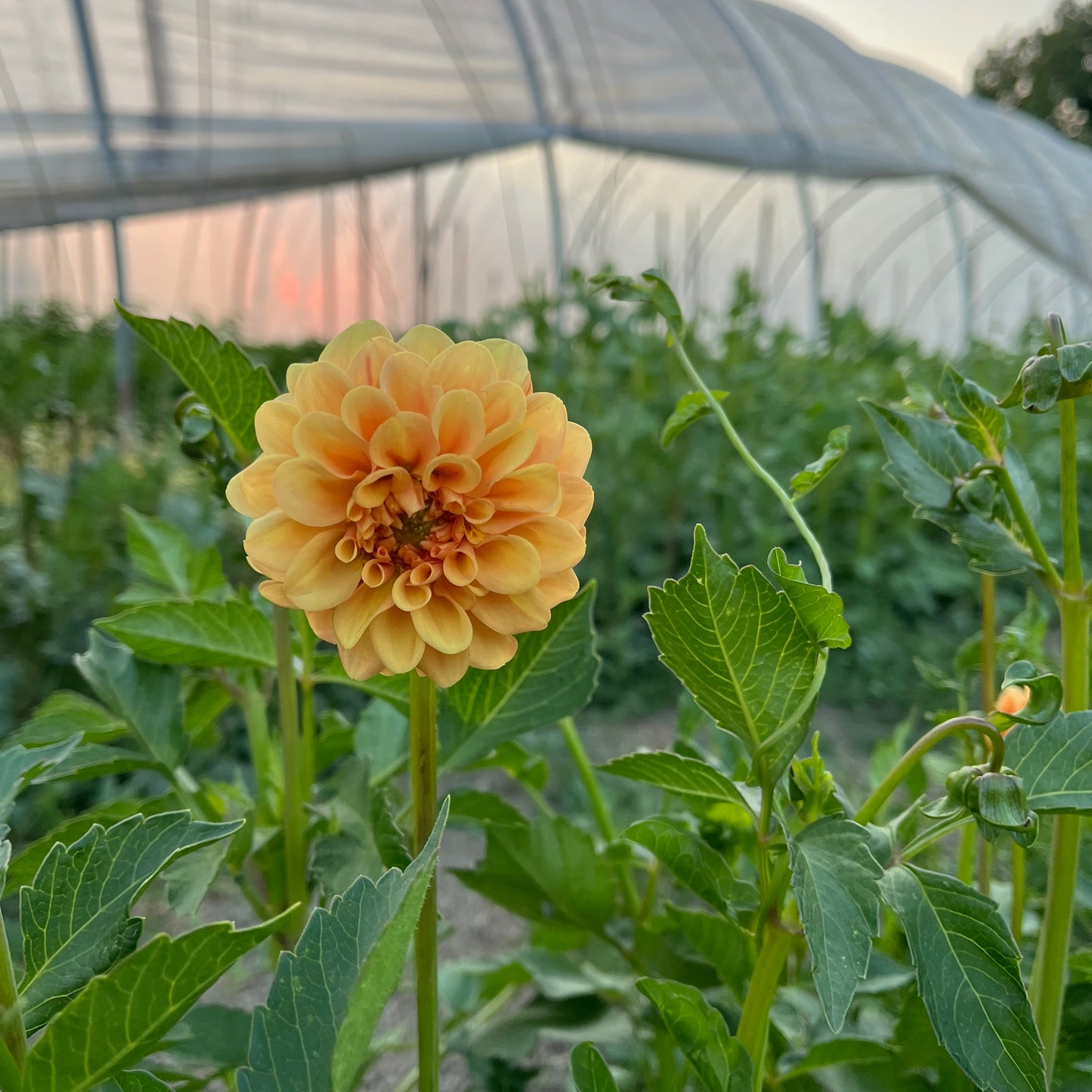 Dahlia Tuber - Golden Scepter