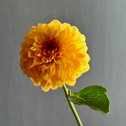 Dahlia Tuber - Golden Scepter