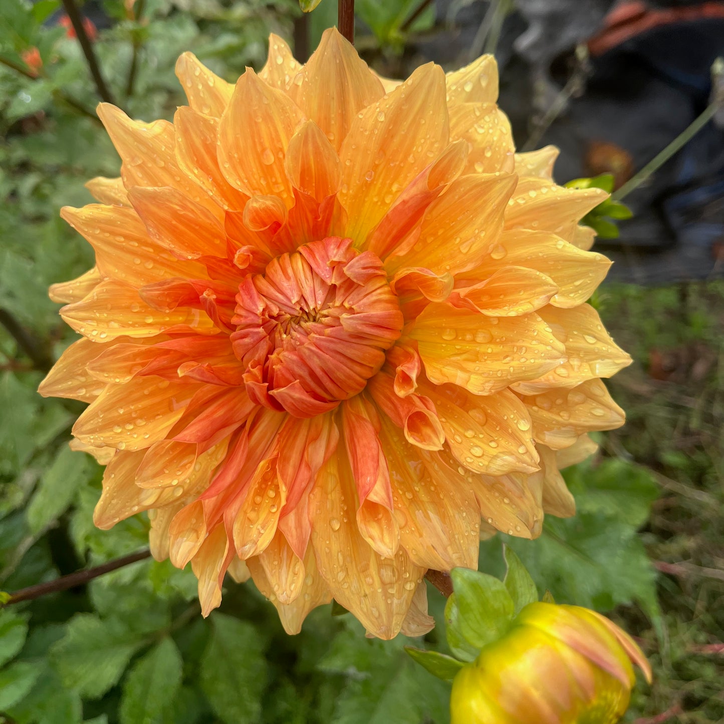 Dahlia Tuber - Hamari Gold