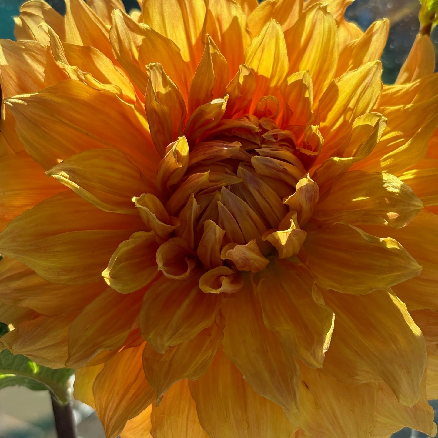 Dahlia Tuber - Hamari Gold