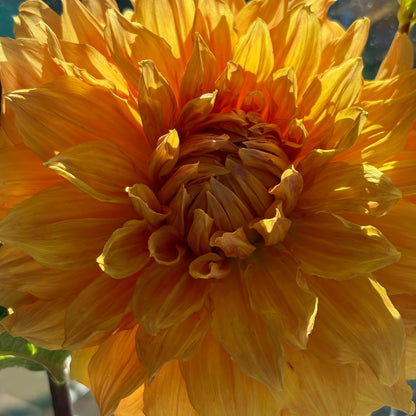 Dahlia Tuber - Hamari Gold