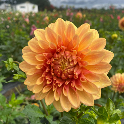 Dahlia Tuber - Hamari Gold