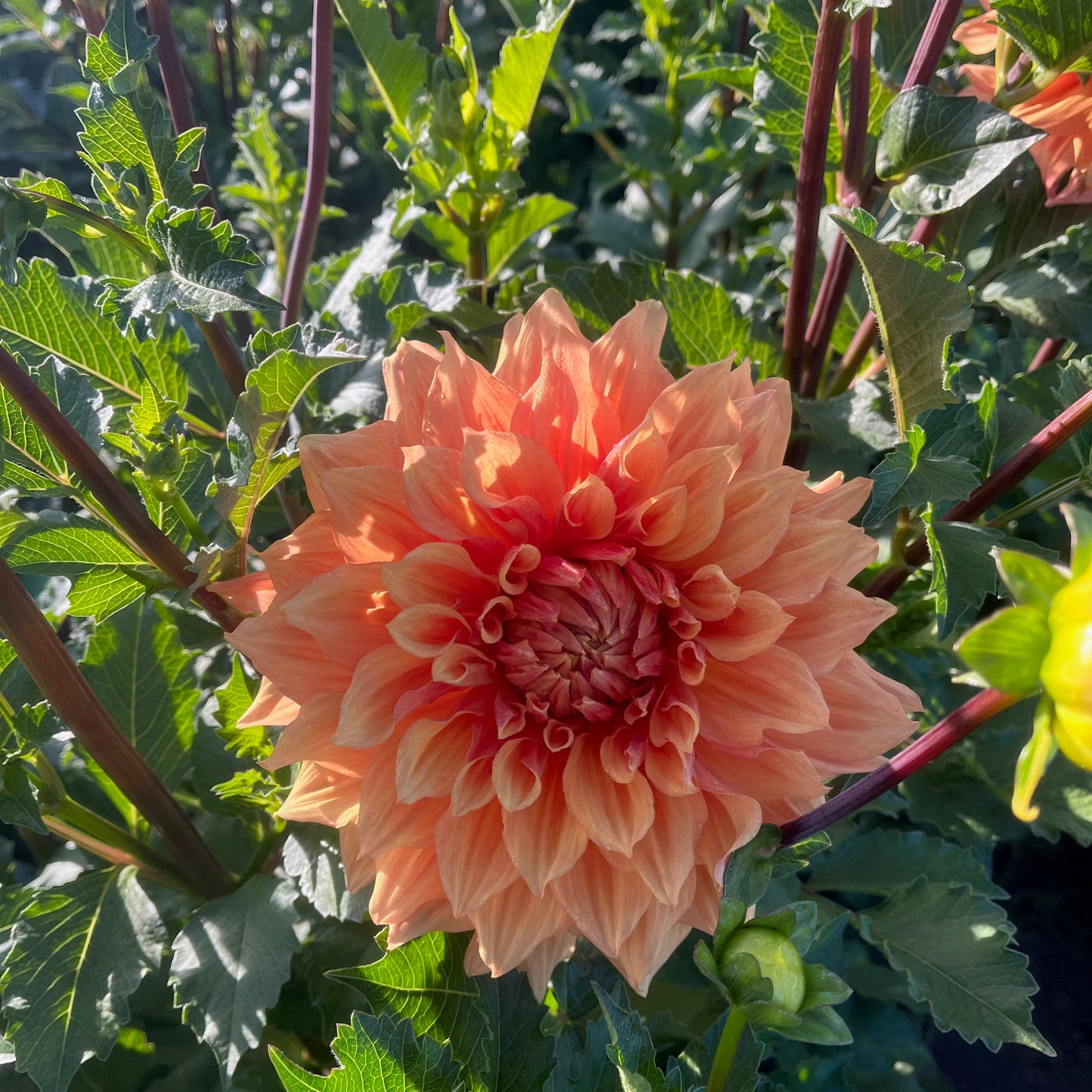 Dahlia Tuber - Hamari Gold