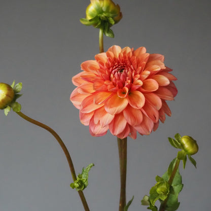 Dahlia Tuber - Ice Tea