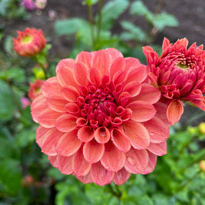 Dahlia Tuber - Ice Tea