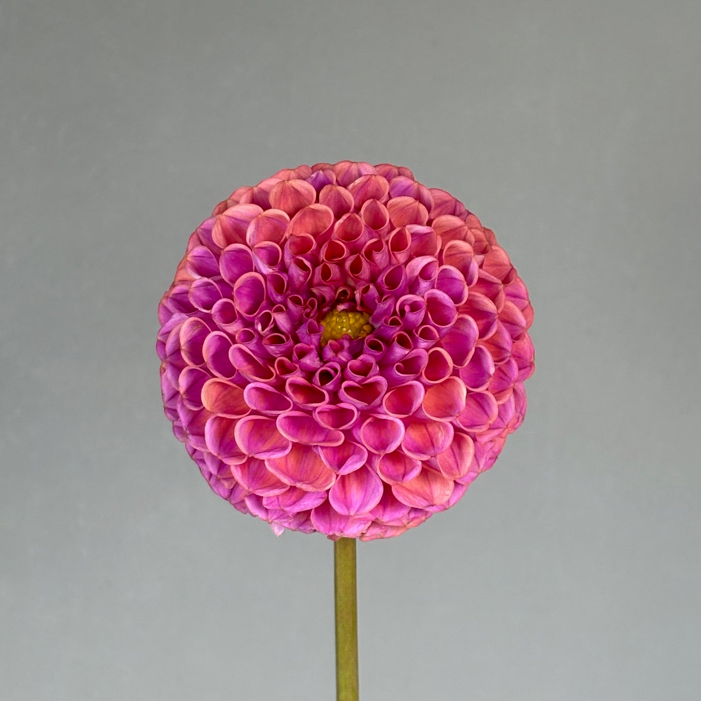 Dahlia Tuber - Isabel