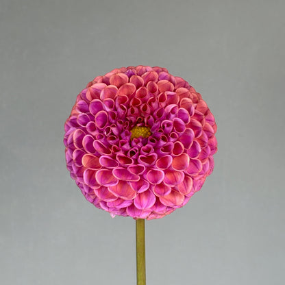 Dahlia Tuber - Isabel
