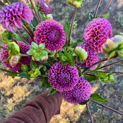 Dahlia Tuber - Isabel