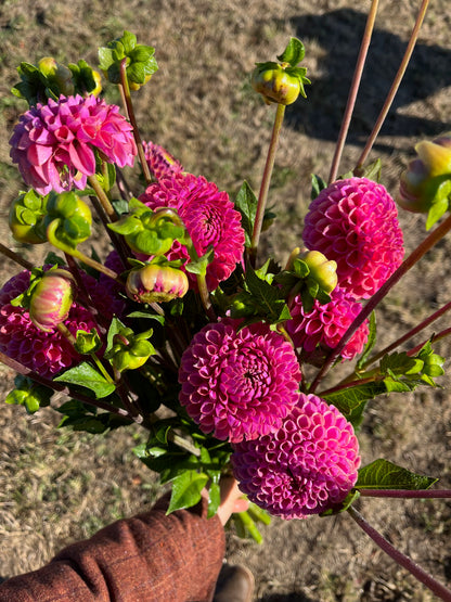 Dahlia Tuber - Isabel