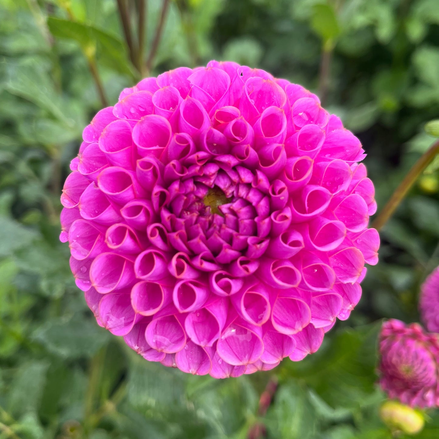 Dahlia Tuber - Isabel