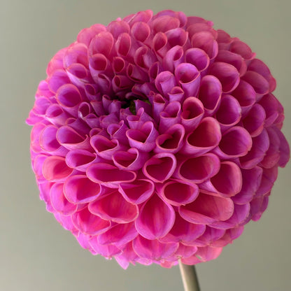 Dahlia Tuber - Isabel