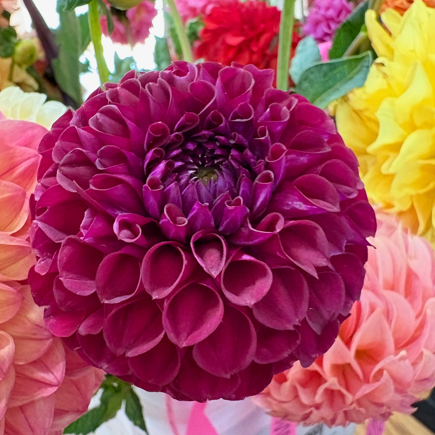 Dahlia Tuber - Ivanetti