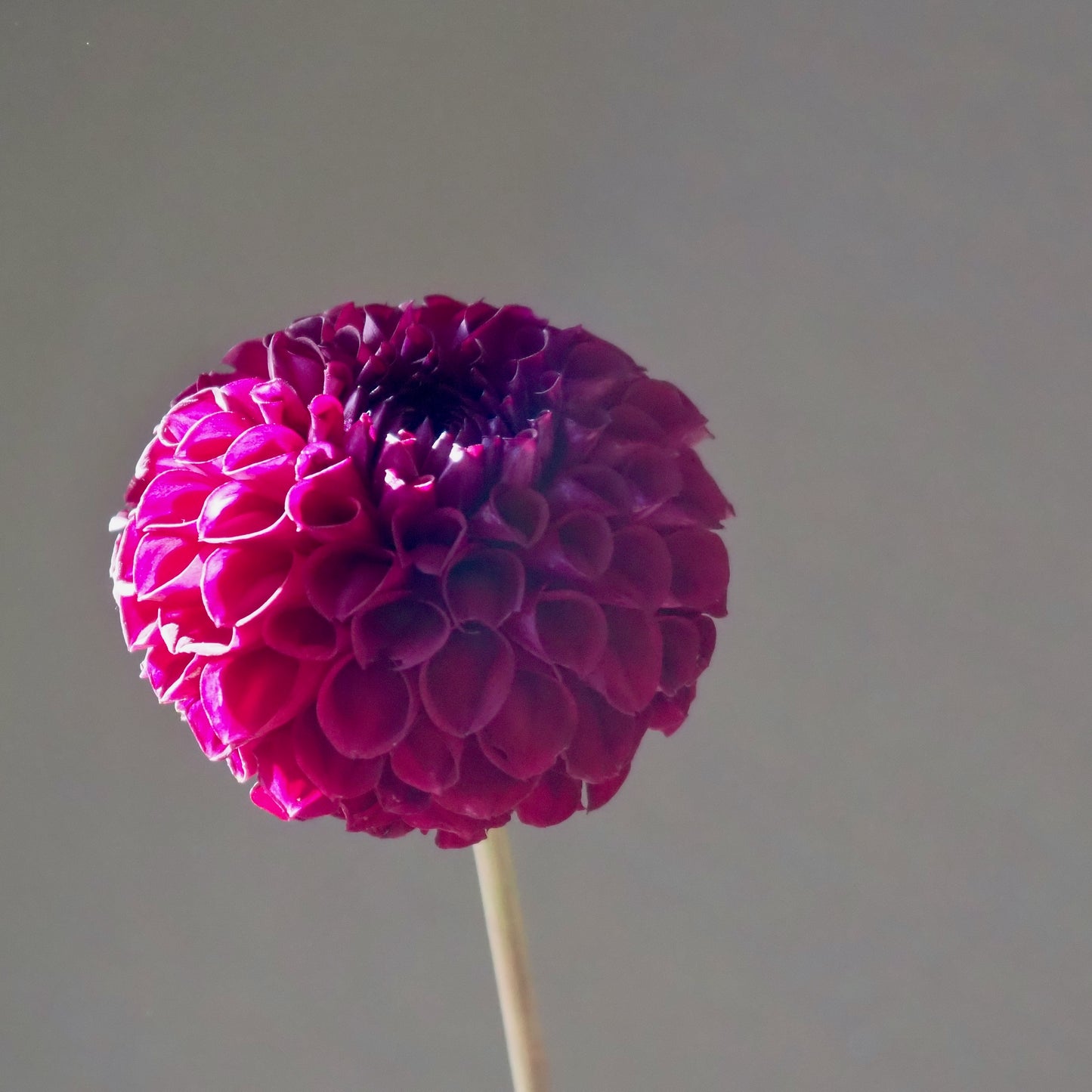 Dahlia Tuber - Ivanetti