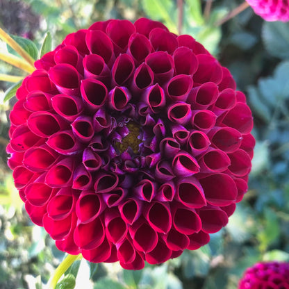 Dahlia Tuber - Ivanetti