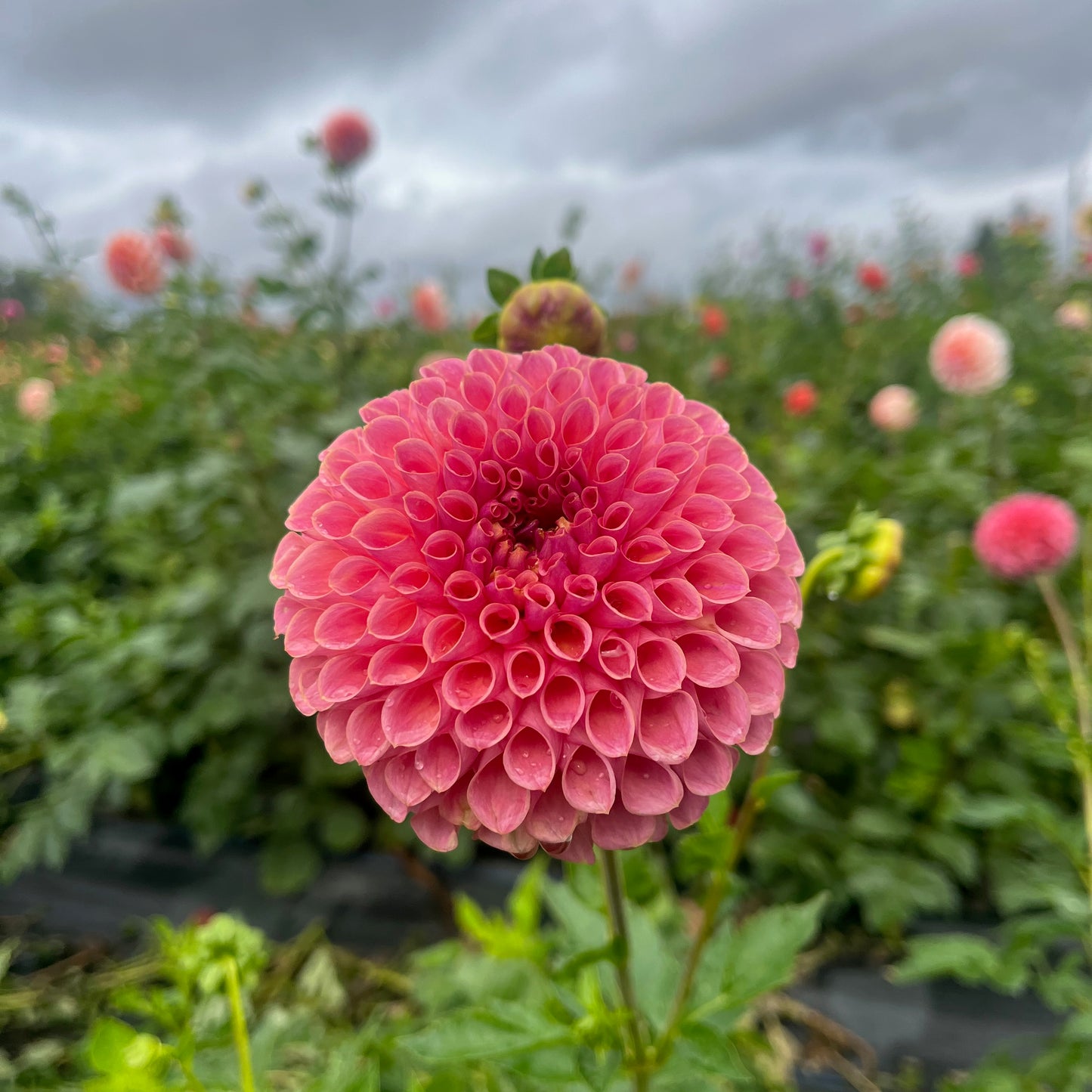Dahlia Tuber - Jowey Winnie