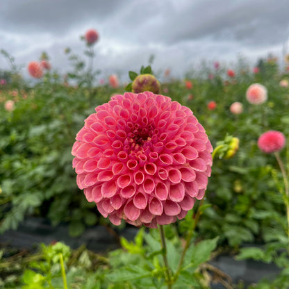 Dahlia Tuber - Jowey Winnie