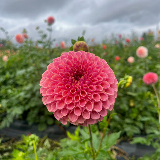 Dahlia Tuber - Jowey Winnie