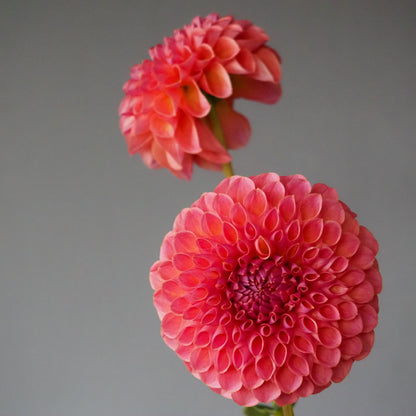 Dahlia Tuber - Jowey Winnie