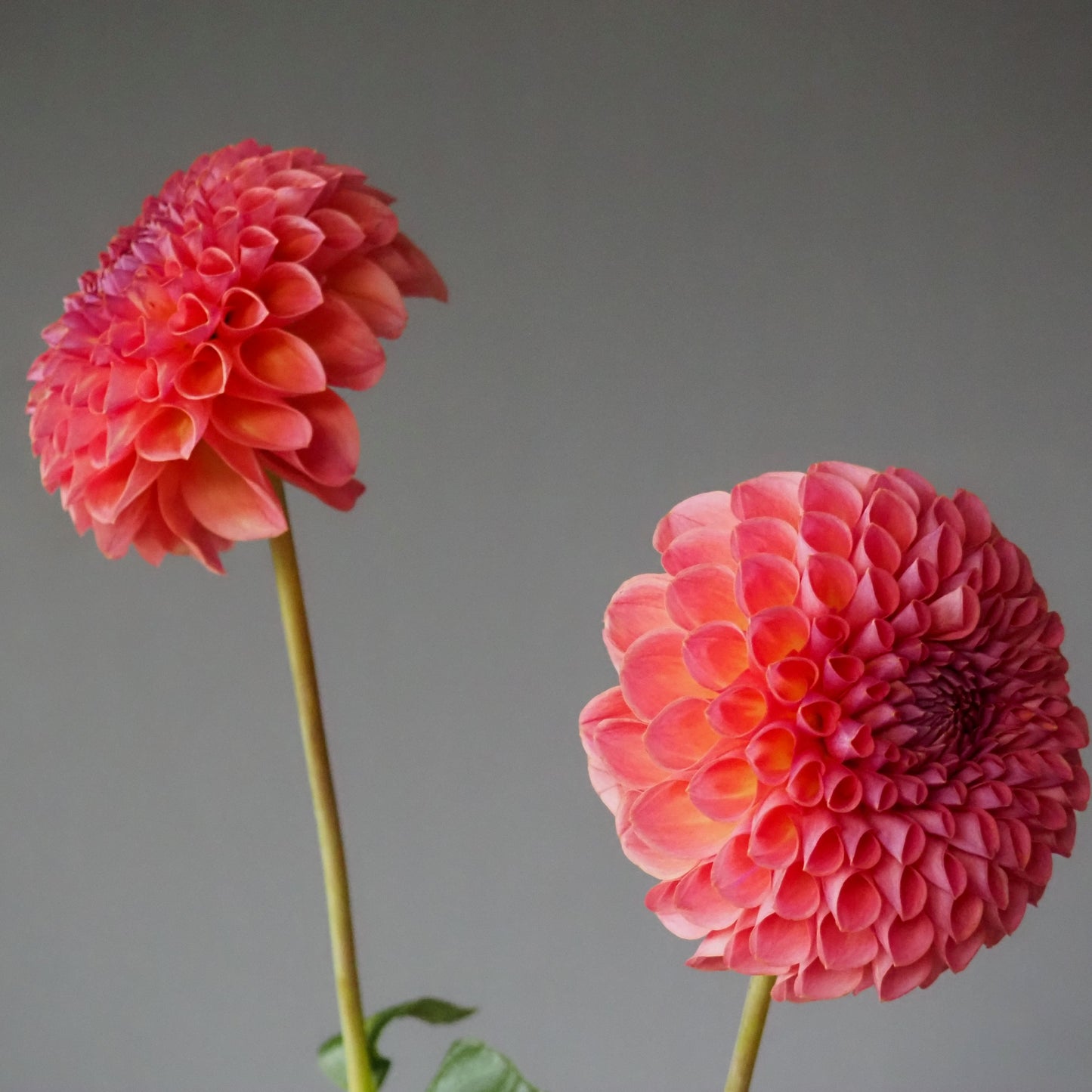 Dahlia Tuber - Jowey Winnie