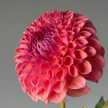 Dahlia Tuber - Jowey Winnie