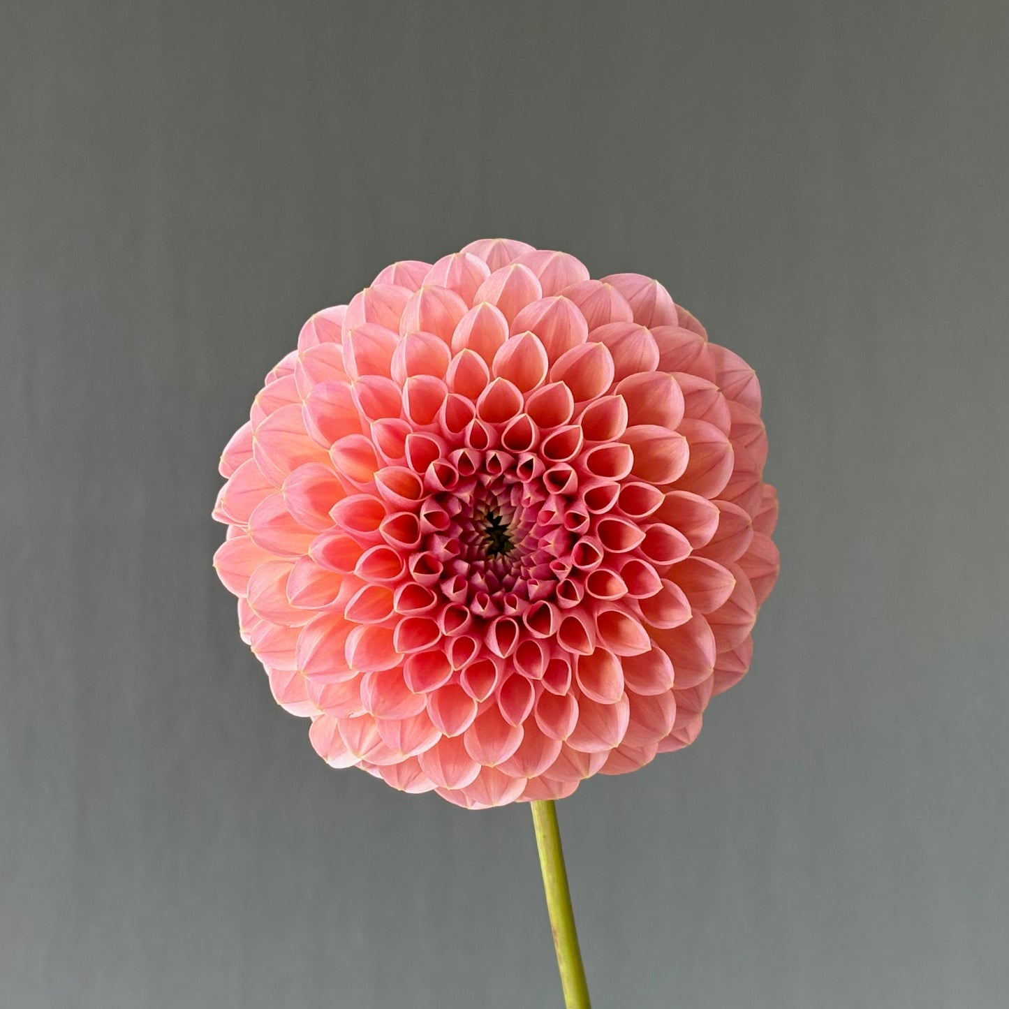 Dahlia Tuber - Linda's Baby