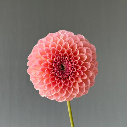 Dahlia Tuber - Linda's Baby