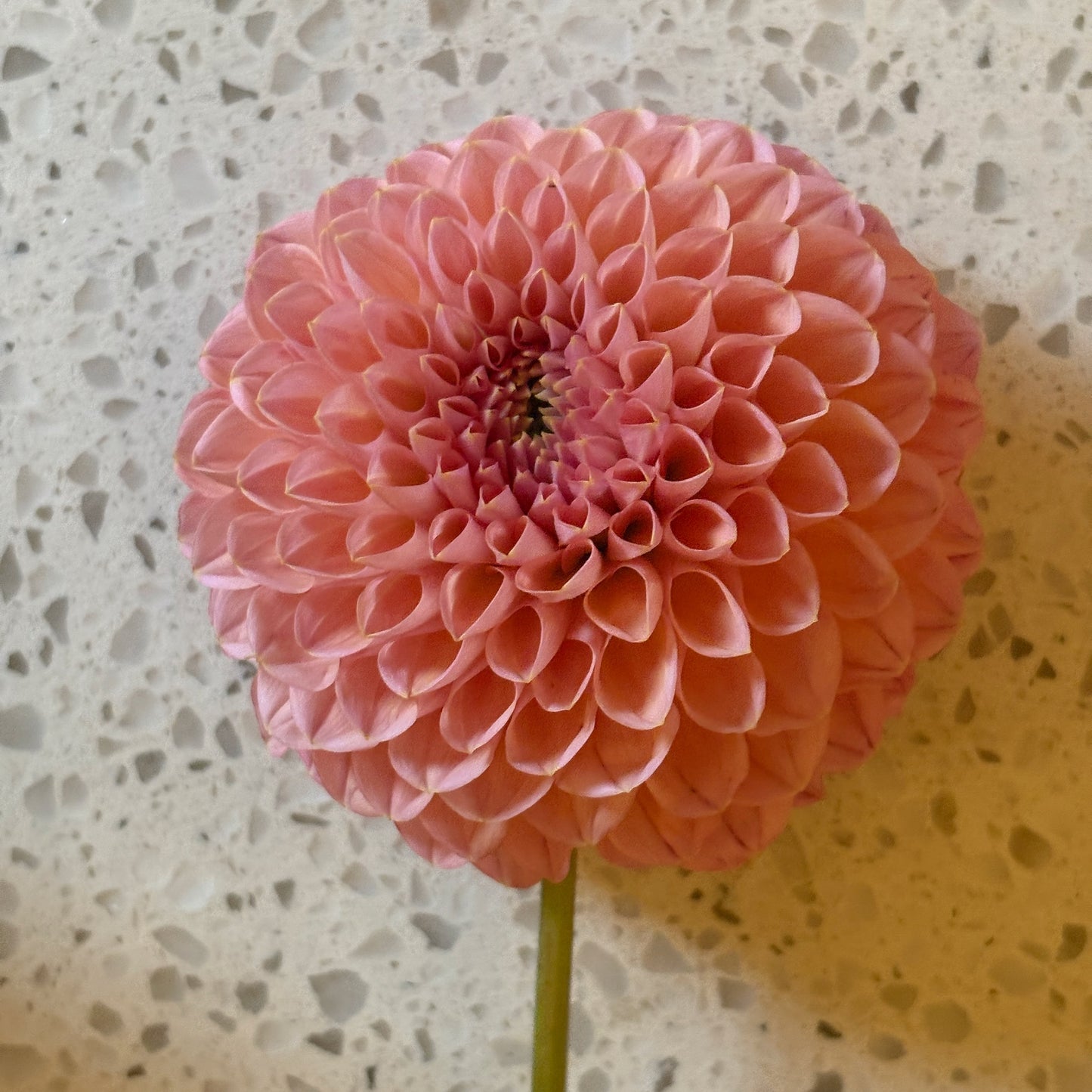 Dahlia Tuber - Linda's Baby