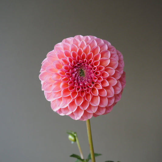 Dahlia Tuber - Linda's Baby