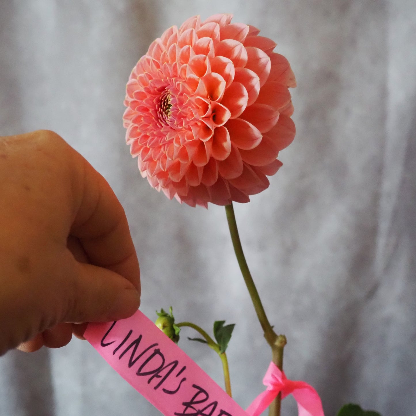 Dahlia Tuber - Linda's Baby