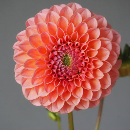 Dahlia Tuber - Linda's Baby