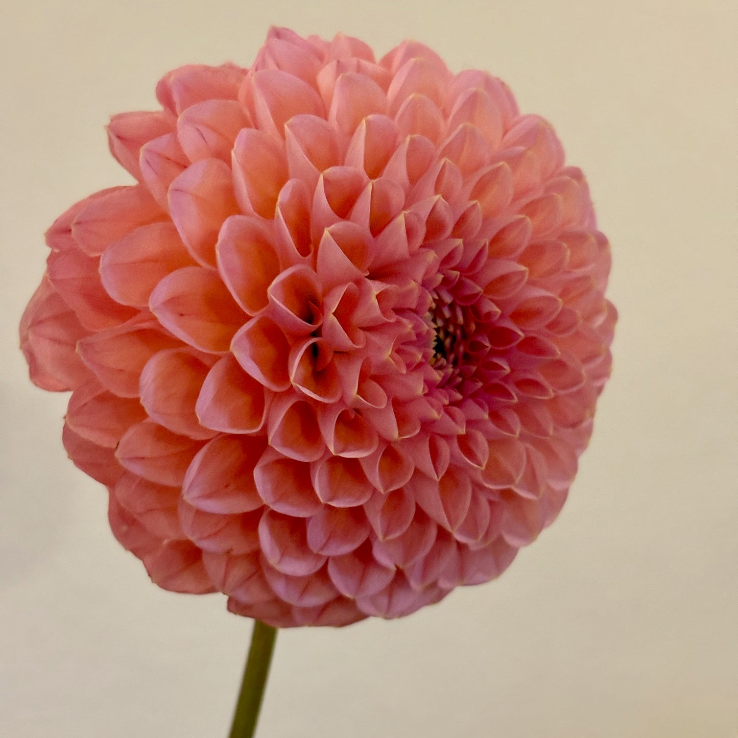 Dahlia Tuber - Linda's Baby