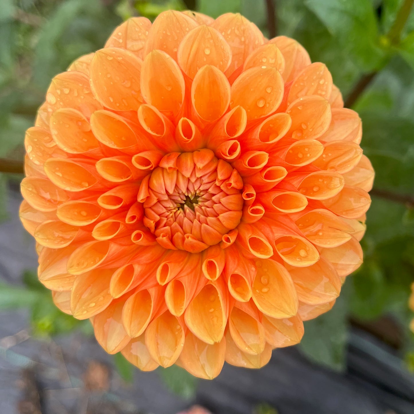 Dahlia Tuber - Maarn