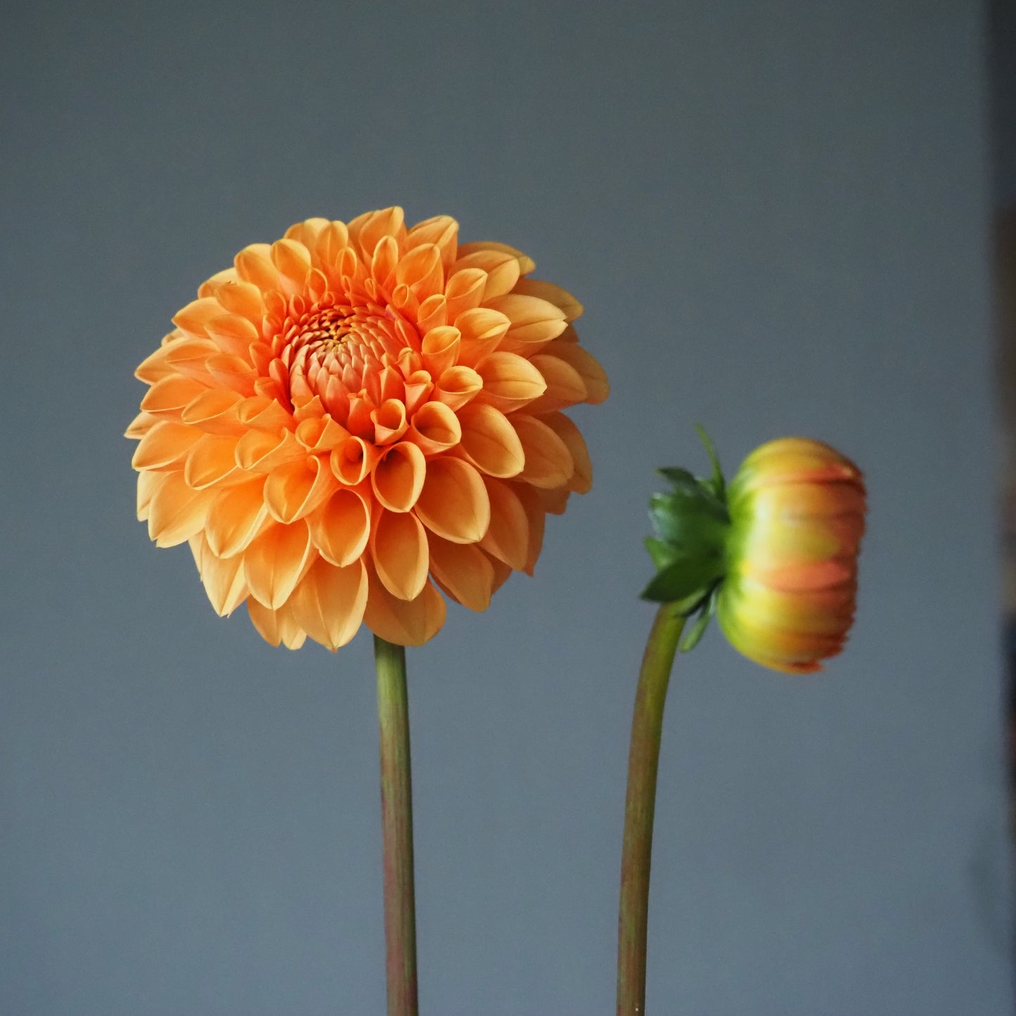 Dahlia Tuber - Maarn