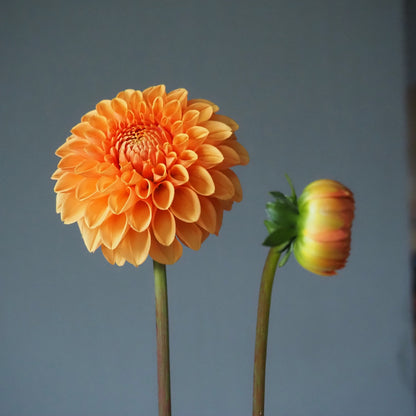 Dahlia Tuber - Maarn