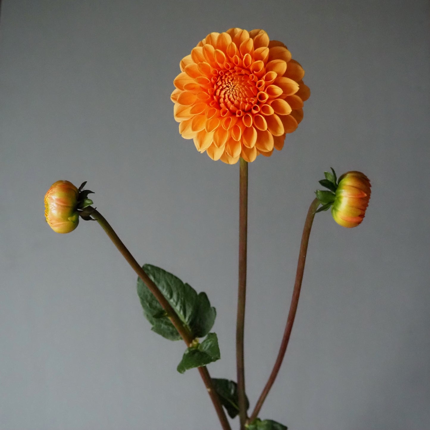 Dahlia Tuber - Maarn
