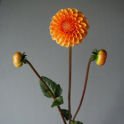 Dahlia Tuber - Maarn