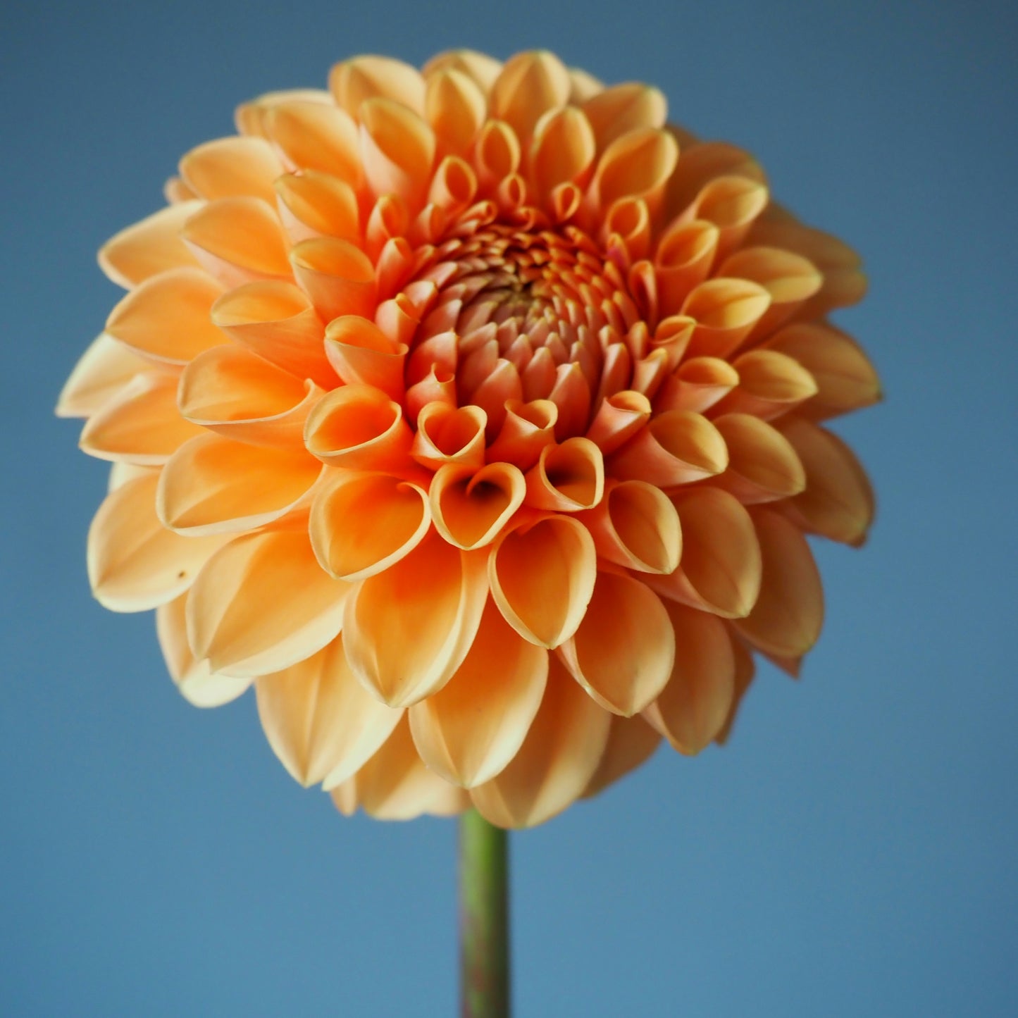 Dahlia Tuber - Maarn
